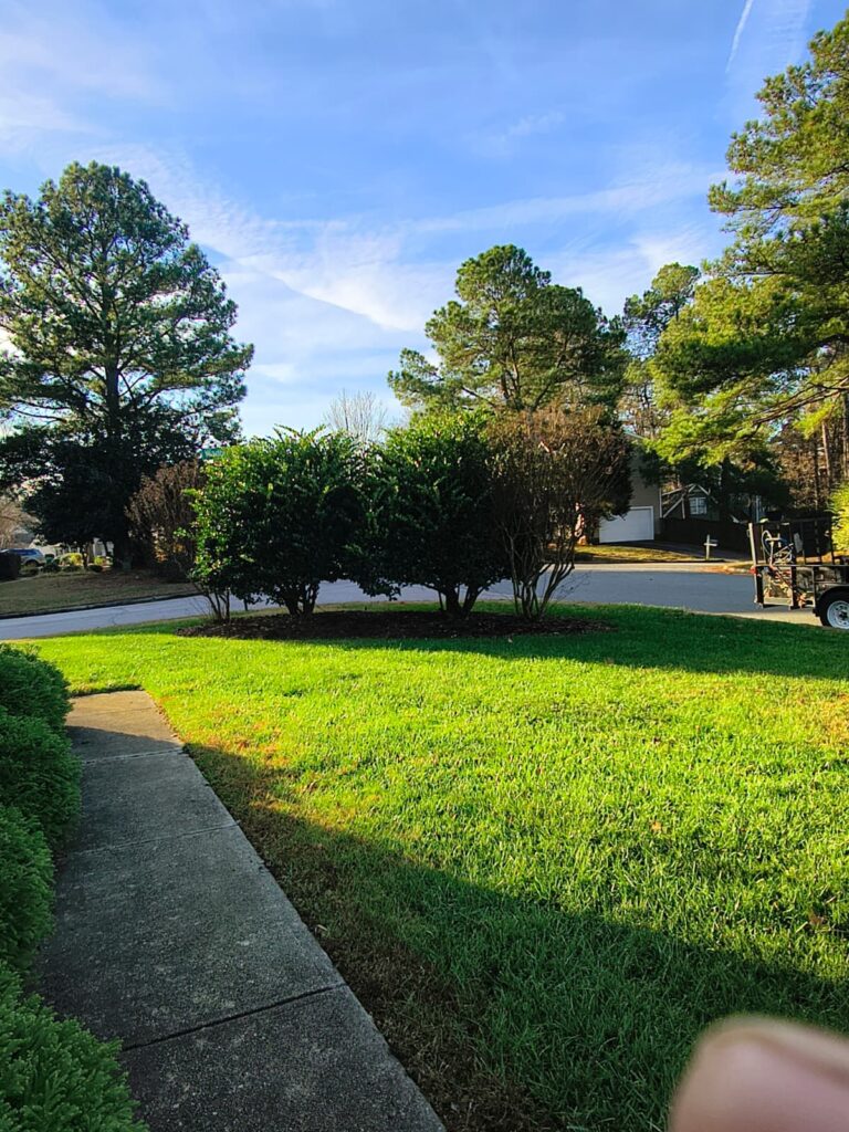 Tree Trimming in Raleigh