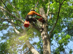 Tree Removal service in Religh