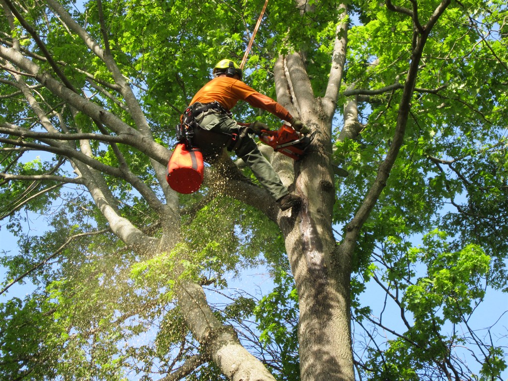 Tree Removal service in Religh